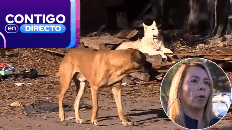 Adulta mayor grave tras ataque de perros en Buin: Acusan que sujeto los habría entrenado para agredir