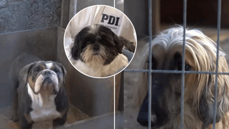 Rescatan a 50 perros víctimas de violencia, hacinamiento e insalubridad en criadero ilegal de La Florida