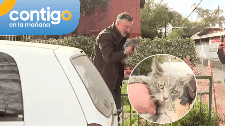 Gato fue rescatado de un auto abandonado durante operativo en Ñuñoa: Alcalde Sichel lo encontró a tiempo