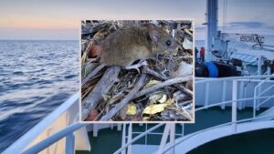 Tres personas fallecieron por brote en un crucero: Cómo reconocer y cuáles son los síntomas del hantavirus