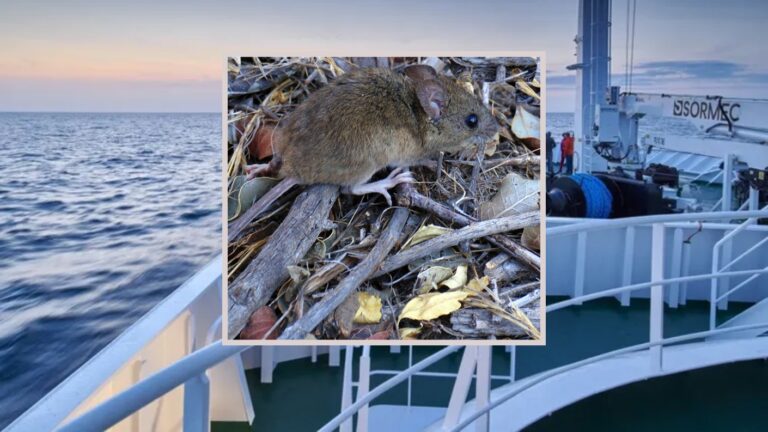 Tres personas fallecieron por brote en un crucero: Cómo reconocer y cuáles son los síntomas del hantavirus
