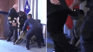 Insólito momento en graduación de perros detectores de drogas: Can se abalanzó sobre vicealmirante y no lo soltó