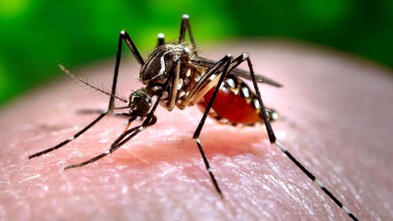 Encuentran mosquito transmisor del dengue en colegio de Antofagasta: Seremi de Salud activó protocolos