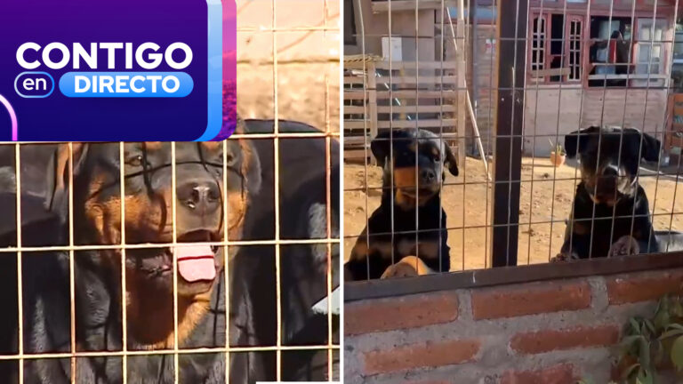 “Era una bomba de tiempo”: Hija de adulto mayor atacado por perros acusó negligencia de parte de los dueños
