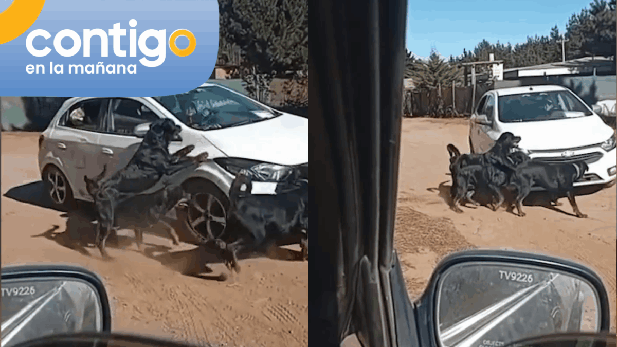 Adulto mayor quedó grave tras ataque de perros en Valparaíso: Animales son del “pistolero de Laguna Verde”