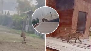 VIDEO | Puma sorprende a vecinos de Paine: Corrió por la calle y caminó sobre techos de viviendas