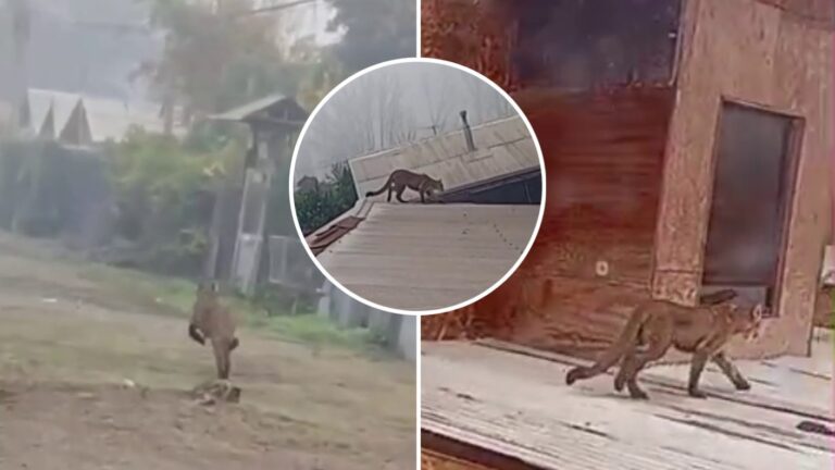 VIDEO | Puma sorprende a vecinos de Paine: Corrió por la calle y caminó sobre techos de viviendas