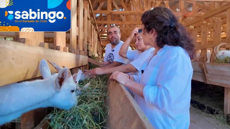 Tamara Acosta trabajó la leche de cabra con una pareja de La Higuera | El valor de Chile | Sabingo