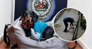 Robar una mascota en Chile es equivalente a sustraer un mueble: Dueños exigen cambios legales
