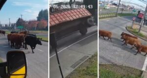 VIDEO | Bovinos en fuga: Escape de 18 vacas paralizó calles en Temuco tras volcamiento de camión