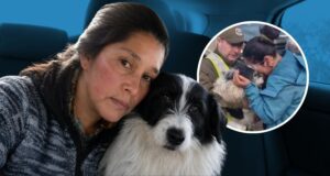 Cheme, el perrito héroe de Chiloé: Nunca abandonó a su dueña tras cinco días perdida en un bosque