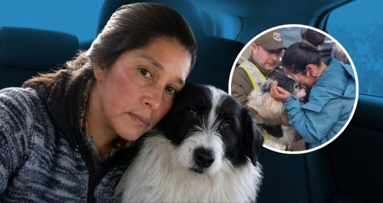 Cheme, el perrito héroe de Chiloé: Nunca abandonó a su dueña tras cinco días perdida en un bosque