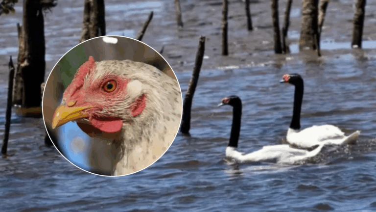 Gripe aviar en Los Ríos: 241 aves han muerto y Senapred mantiene alerta preventiva