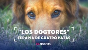 Así trabajan los “dogtores”: Perritos de terapia ayudan a recuperar pacientes en clínicas y hospitales