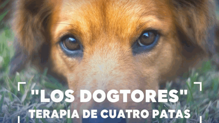 Así trabajan los “dogtores”: Perritos de terapia ayudan a recuperar pacientes en clínicas y hospitales