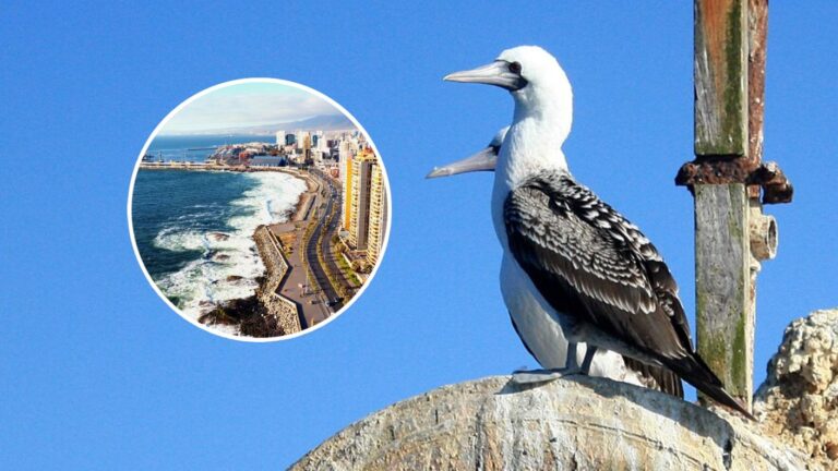 Confirman primer caso de ave silvestre con influenza aviar en la región de Antofagasta