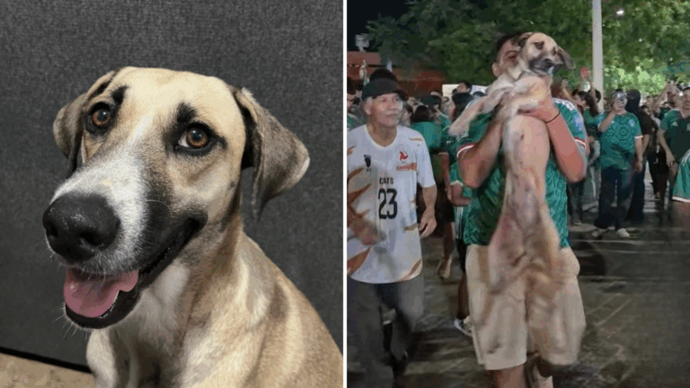 ¡La vieron festejando el triunfo de México! Mujer encontró a su perrita desaparecida gracias a transmisión del Mundial 2026
