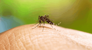 Senapred declara Alerta Amarilla en Antofagasta por 15 focos de mosquito que transmite el dengue