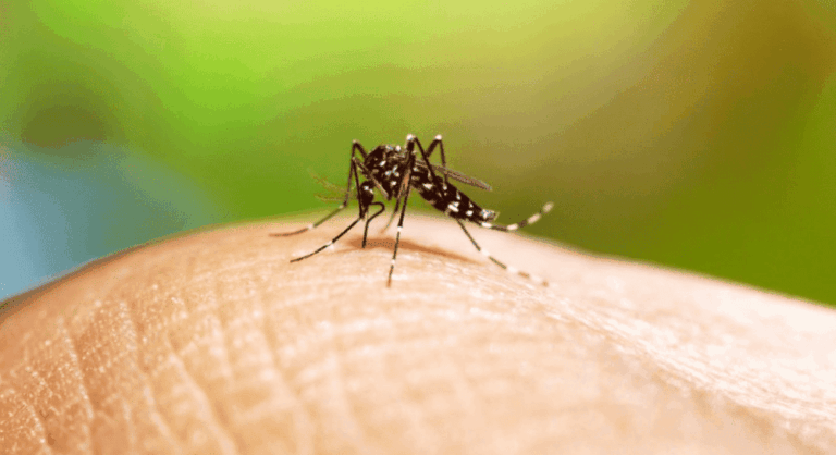 Senapred declara Alerta Amarilla en Antofagasta por 15 focos de mosquito que transmite el dengue