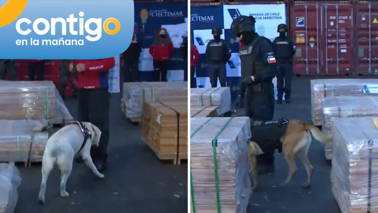 Histórico operativo: Incautan toneladas de madera impregnadas con 100 mil kilos de drogas en Arica