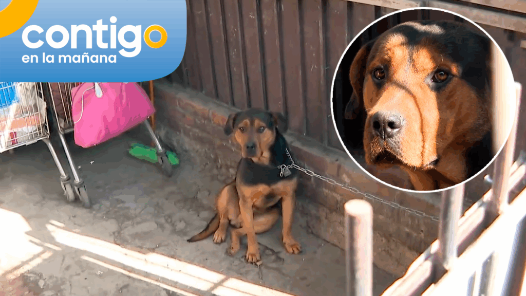 Acusan a mujer de mantener a su perro amarrado hace más de un año en Conchalí: Vecinos quieren rescatarlo