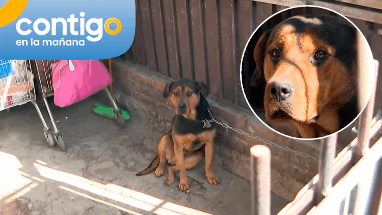 Acusan a mujer de mantener a su perro amarrado hace más de un año en Conchalí: Vecinos quieren rescatarlo