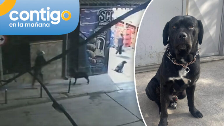 Delincuentes mataron a perro que defendió a su dueña durante un robo en Cerro Navia: “Fue mi héroe”