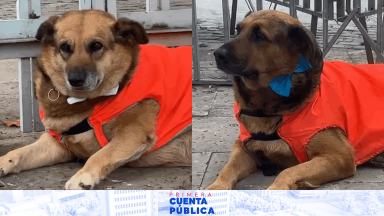 Con traje y corbatín: Perritos del Congreso se robaron las miradas en la previa de la Cuenta Pública 2026