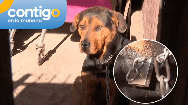 La respuesta de mujer acusada de tener encadenado a su perro hace un año en Conchalí: “Es de una amiga”
