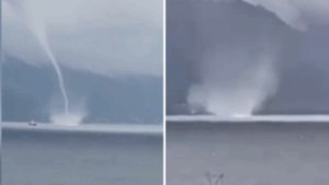 VIDEO | Captan troba marina en Estuario de Reloncaví