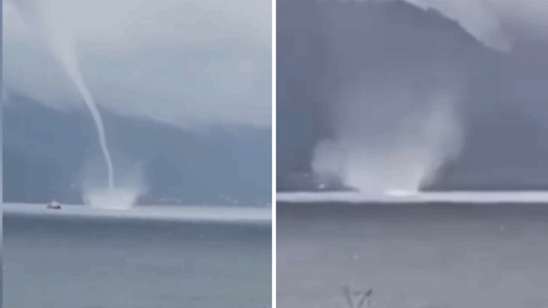 VIDEO | Captan troba marina en Estuario de Reloncaví