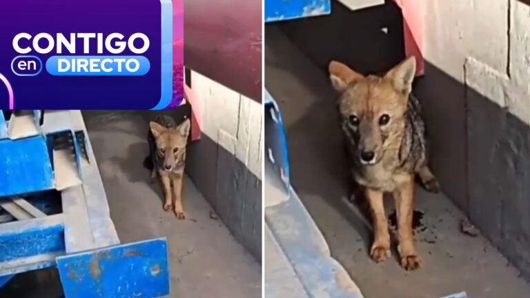 VIDEO | Encuentran zorro perdido dentro de empresa en Cerrillos: Realizan operativo para capturarlo