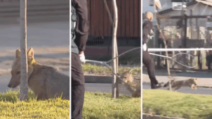 Zorro en plena vía pública desata operativo en la zona poniente de Santiago