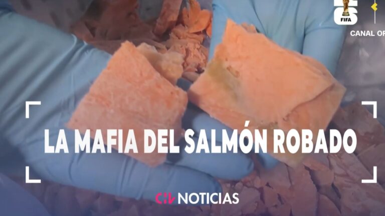 A FONDO | Cae la mafia del salmón en el sur de Chile: Lo robaban e incluso lo vendían en estado de descomposición