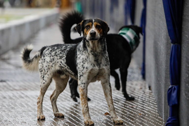 Para protegerlos de las lluvias: Revisa los albergues municipales disponibles para animales en situación de calle