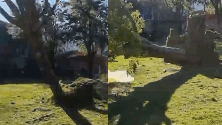 VIDEO | Captan momento en que árbol es arrancado de raíz por los fuertes vientos en Pucón