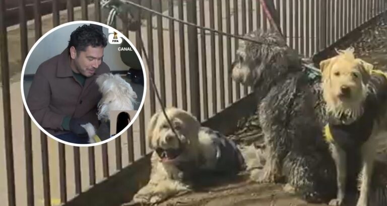 Vuelco en caso de perritos abandonados en Santiago: Carabineros encontró objetos clave en el vehículo