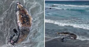 Hallazgo de ballena enmallada causa conmoción en Mejillones: Municipio y ONG piden investigación