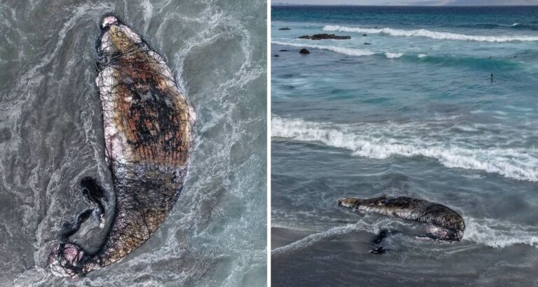 Hallazgo de ballena enmallada causa conmoción en Mejillones: Municipio y ONG piden investigación