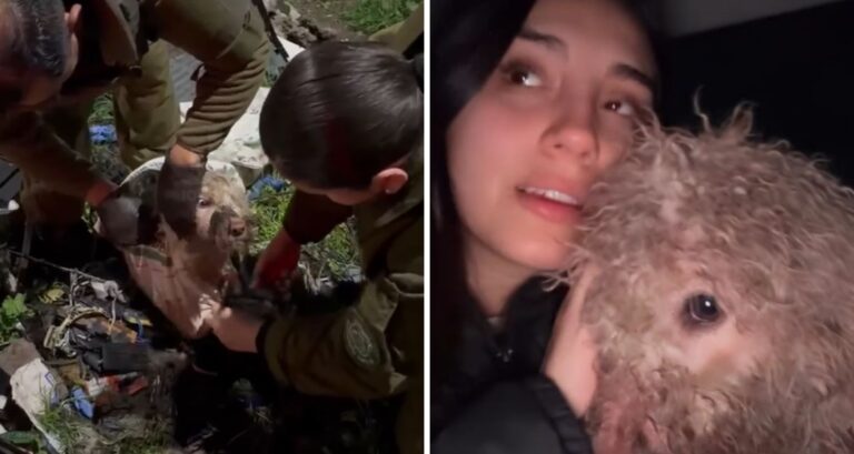 Cruel caso de maltrato animal: Perrito fue abandonado y amarrado al interior de televisor en Curicó