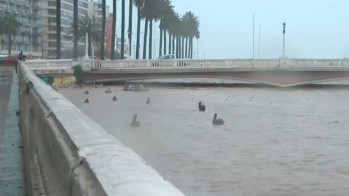 Activan alerta SAE en Viña del Mar por crecida del estero Marga Marga
