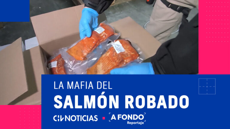 A FONDO | Cae la mafia del salmón en el sur de Chile: Lo robaban e incluso lo vendían en estado de descomposición