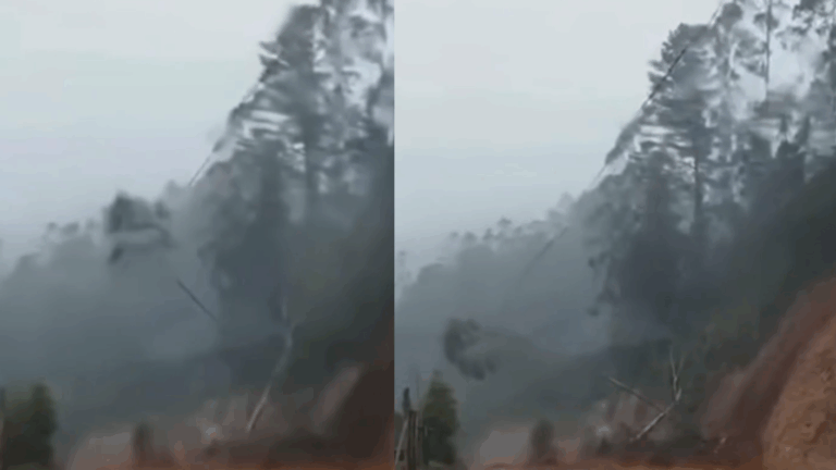 VIDEO | Captan momento en que árbol cayó por ladera en medio de intenso temporal en Valdivia