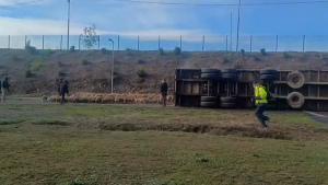 VIDEO | Camión con 400 cerdos se dio vuelta en plena carretera a la altura de Talagante