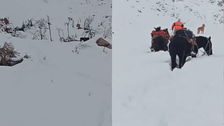 40 siguen aislados: Actualizan rescate de animales atrapados en la nieve en Alto del Carmen