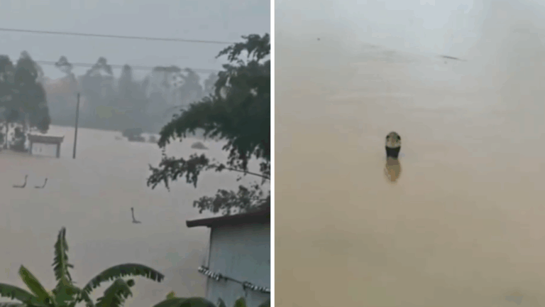 Una pesadilla: Más de 800 serpientes escapan de criadero en medio de inundaciones en China