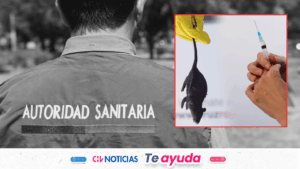 Alerta Sanitaria por hantavirus en 13 regiones: ¿Cómo prevenir el contagio y cuándo acudir a urgencias?