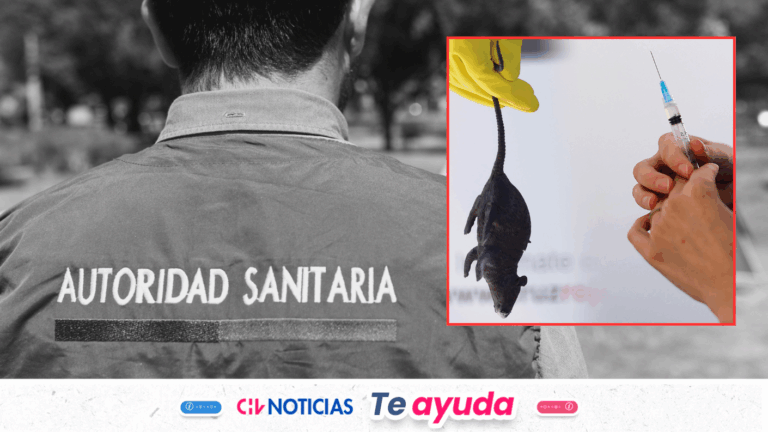 Alerta Sanitaria por hantavirus en 13 regiones: ¿Cómo prevenir el contagio y cuándo acudir a urgencias?