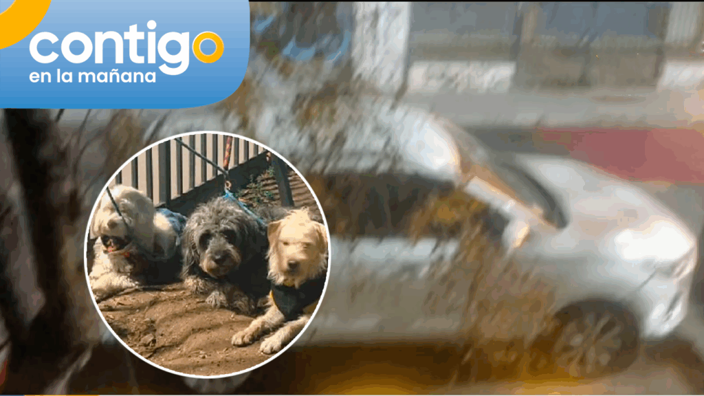 No habría llegado a encuentro familiar: Qué se sabe del dueño de perros que está inubicable en Santiago
