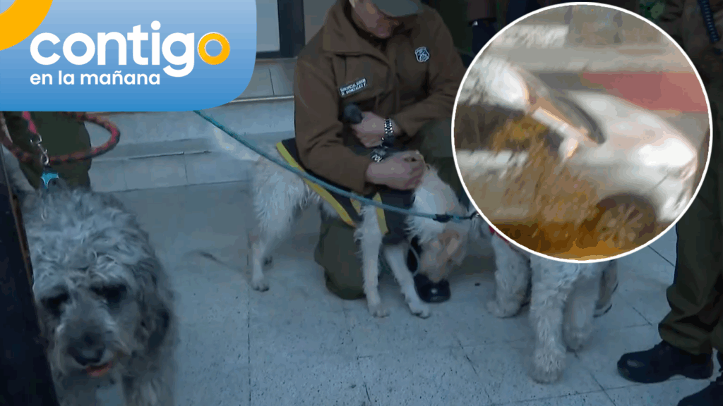 Vuelco perros abandonados en Santiago: Madre de dueño de mascotas afirmó que lleva horas inubicable